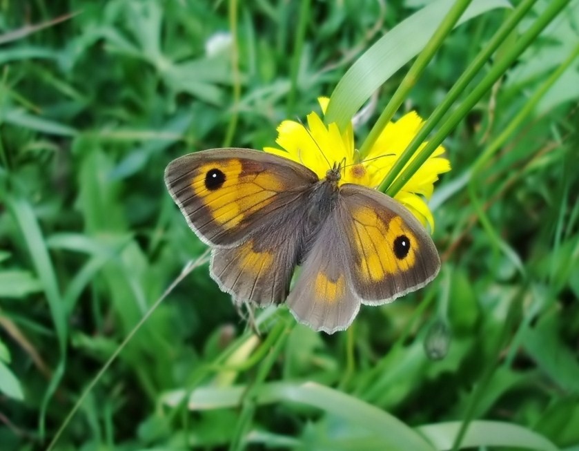 Farfalle di Valtellina, Valchiavenna, V.Poschiavo, Bregaglia